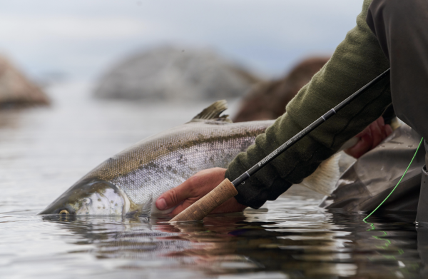 Sage R8 Fly Fishing Rod Action 2 Sage R8 Fly Fishing Rod Action 2